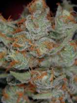 TGA Subcool Seeds - Space Bomb strain photo