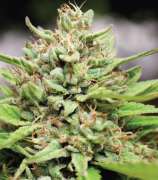 Very Cherry strain photo