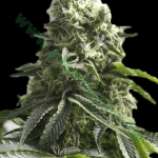 K2 strain photo