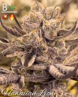 Hawaiian Lion strain photo