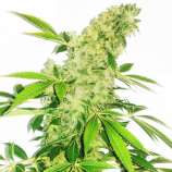 Somango Juice strain photo
