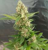 Gorilla Ice Cream strain photo