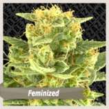 White Cheese strain photo