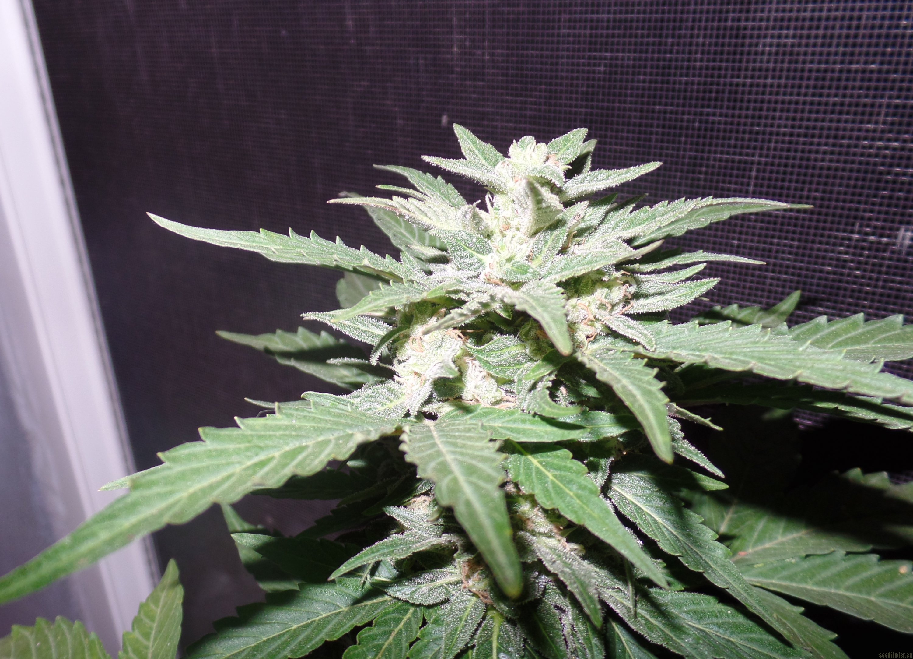Diesel Matic strain photo