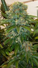 2Many strain photo