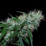 Cognition strain photo