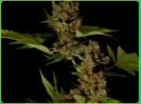 Free Tibet strain photo