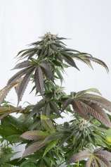 Bubba Kush CBD strain photo