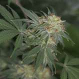 Bazooka JoeG strain photo
