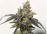 Knockout Runtz strain photo
