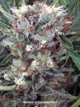 Zensation strain photo