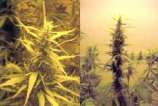 Afropips Seeds - MalSP strain photo