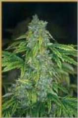 Ultimate Thai strain photo