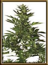 Original Californian Orange Skunk strain photo