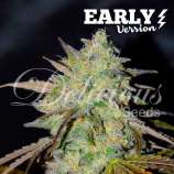 Marmalate Fast Version strain photo