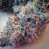 Ultimate Purple strain photo