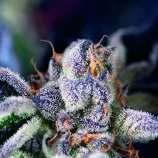 Do-Si-Dos strain photo