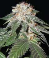 Regulator OG strain photo
