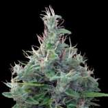 Lebanese strain photo