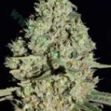 Auto Critical strain photo