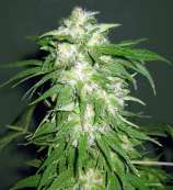 Ice Kush strain photo