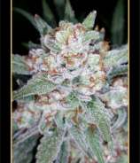 Skystomper strain photo