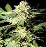 The Bulldog Skunk strain photo