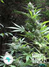 Durban Magic strain photo