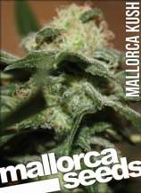 Mallorca Seeds - Mallorca Kush strain photo