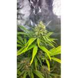 Auto Clinical strain photo