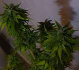 God's White Lightning strain photo