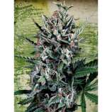 Ministry of Cannabis - Auto Silver Bullet strain photo