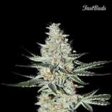 Californian Snow strain photo