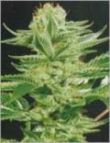 Amazonia strain photo