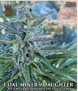Coal Miner’s Daughter strain photo