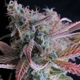 Raspberry Cough strain photo