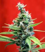 Sra. Amparo strain photo