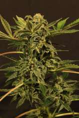 Russian Automatic strain photo