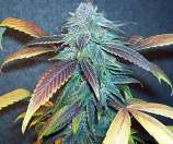 Blue Moonshine strain photo